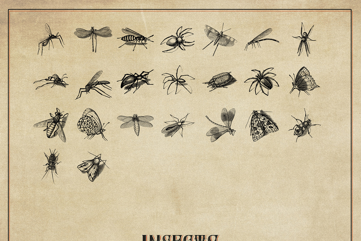 127 Procreate Insects stamps brushes, a Brush Add-On by Endete & Mazak brushes (Photo 5 of 5)