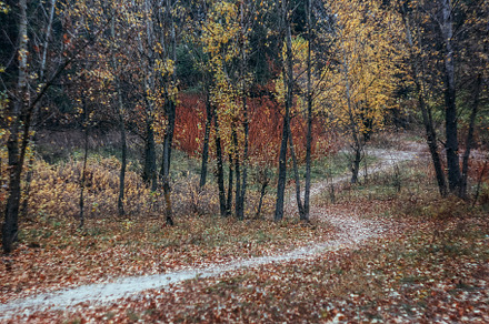 Landscape footpath in the autumn yellow forest. Retro style, a Nature Photo by TanaCh