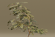 The Red Cherry Tree, a Plants & Tree 3D Model by FuturePastCreatives (Thumbnail 6 of 7)