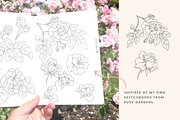 Rose Garden Vector Illustrations, an Illustration by Emma Webb Studio (Thumbnail 3 of 8)