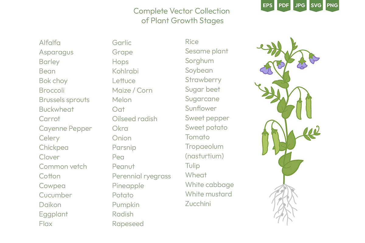 Life Cycle of Farming Plants, an Illustration by Ilia Design (Photo 2 of 7)