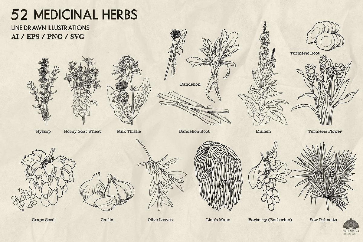 Medicinal Herbs part 2 + Procreate, a Healthcare Illustration by Skliarova (Photo 3 of 6)
