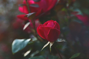 Budding Rose
