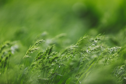 Beautiful green lawn background with wild spikelets, a Nature Photo by progressman