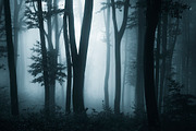 Haunted Halloween Forest Pack 2, a Nature Photo by Atmospheric visuals (Thumbnail 3 of 6)