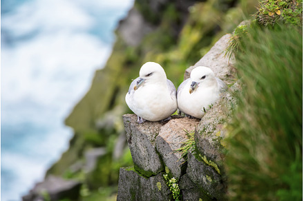Couple of Northern Fulmar, Fulmarus, an Animal Photo by Nature and travel