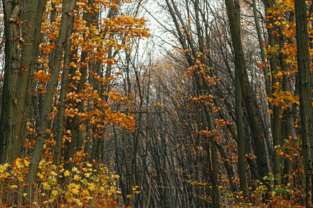 Autumn forest in warm sunny light. Hello Fall! Autumn woods and, a Nature Photo by Sonjachni
