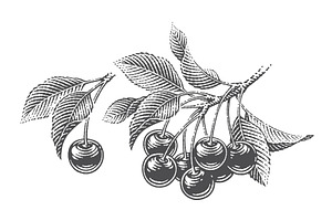Cherry set engravings #3, a Food Illustration by Irina Trusova