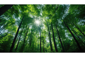 greenery forest carbon ai generated, a Background Photo by pikepicture