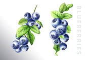 Blueberry. Watercolor collection, a Food Illustration by Daria Ustiugova (Thumbnail 6 of 25)