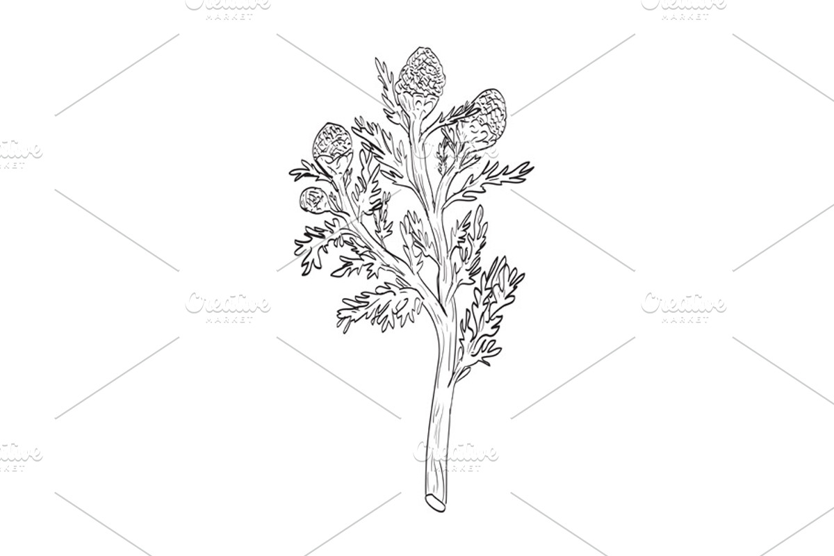 Pineappleweed Wild Plant Drawing, an Object Illustration by patrimonio (Photo 1 of 3)