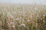 Prairie Field, a Nature Photo by Wild Wander Collective (Thumbnail 1 of 2)