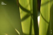 Natural textures - Green edition v02, a Texture Graphic by Haehae photography (Thumbnail 6 of 7)