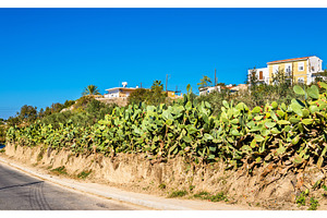 Opuntia cactus at a road in Paphos - Cyprus, a Nature Photo by Leonid Andronov