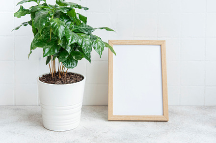 Sprouts of coffee plant tree in a pot, a Nature Photo by Olena Rudo