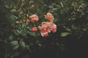 Low Key Peach Roses, a Nature Photo by René Jordaan Photography