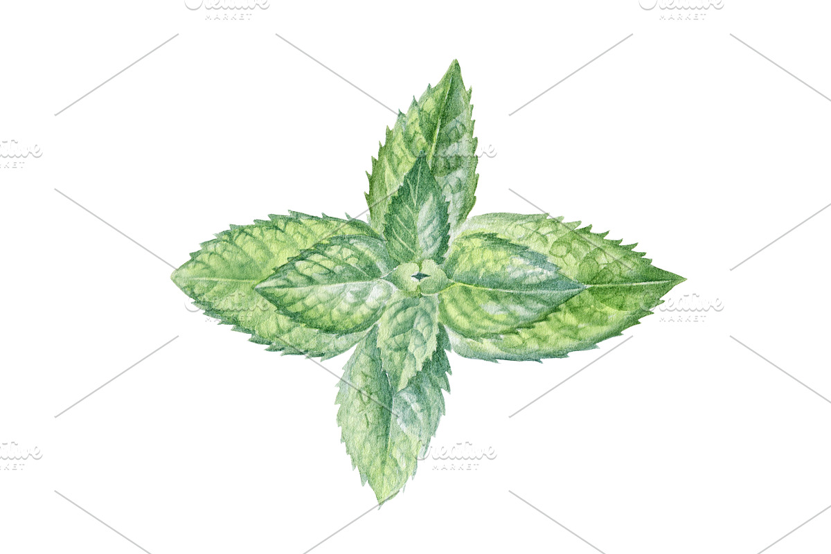 Mint, a Food Illustration by Watercolor life (Photo 4 of 6)