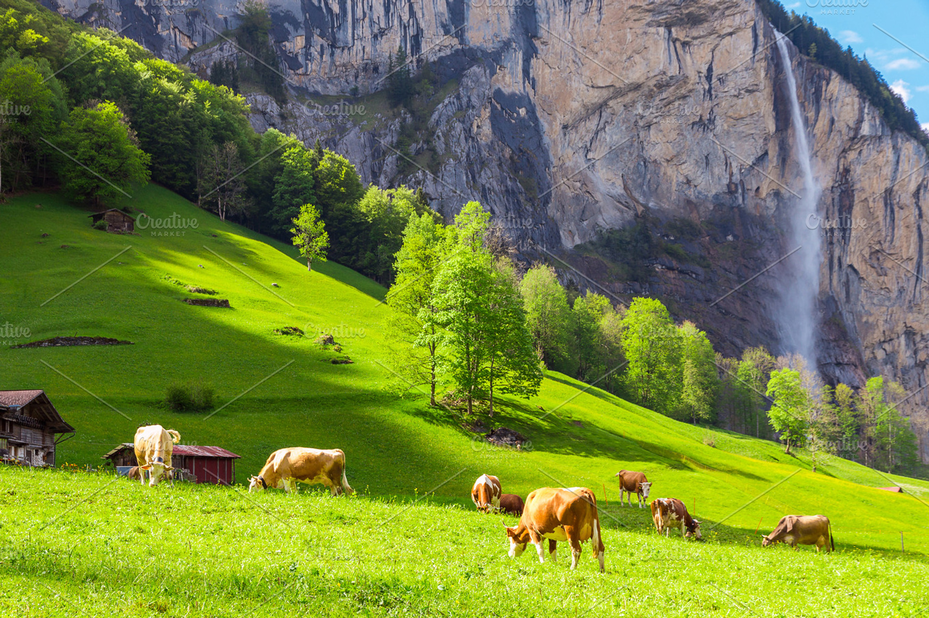 Cows grazing in swiss alps stock photo containing alpine and alps, an Animal Photo by Irina Moskalev