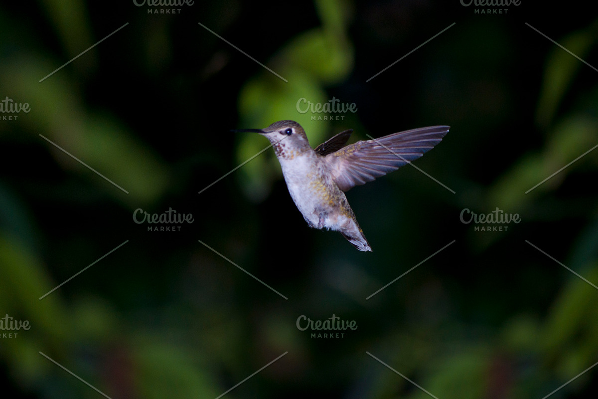 Hummingbird Stock Bundle, an Animal Photo by r.r.palacios (Photo 2 of 7)