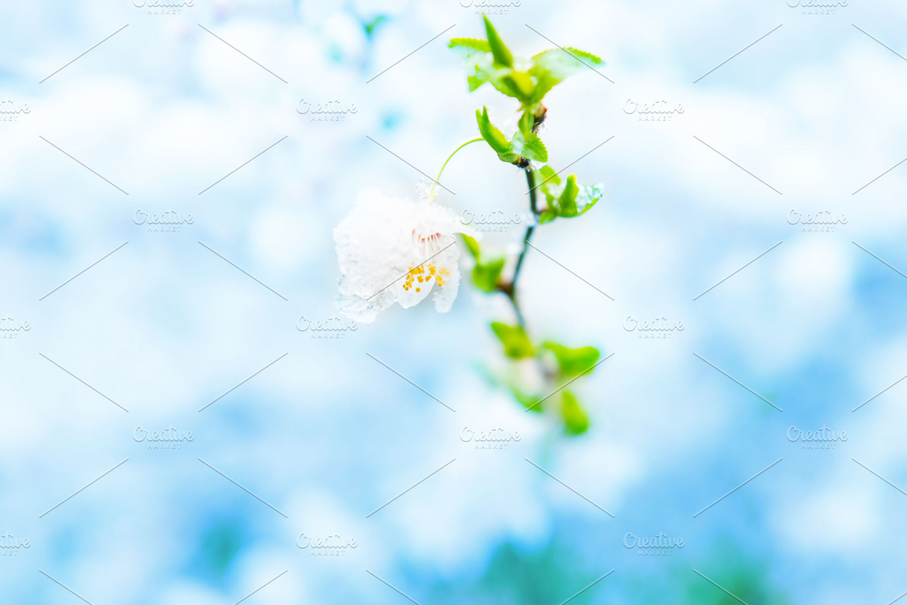 White flowers of branch cherry tree, a Nature Photo by Vapi