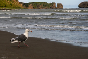 Seagull walking along shoreline, an Animal Photo by Elena Vagengeim