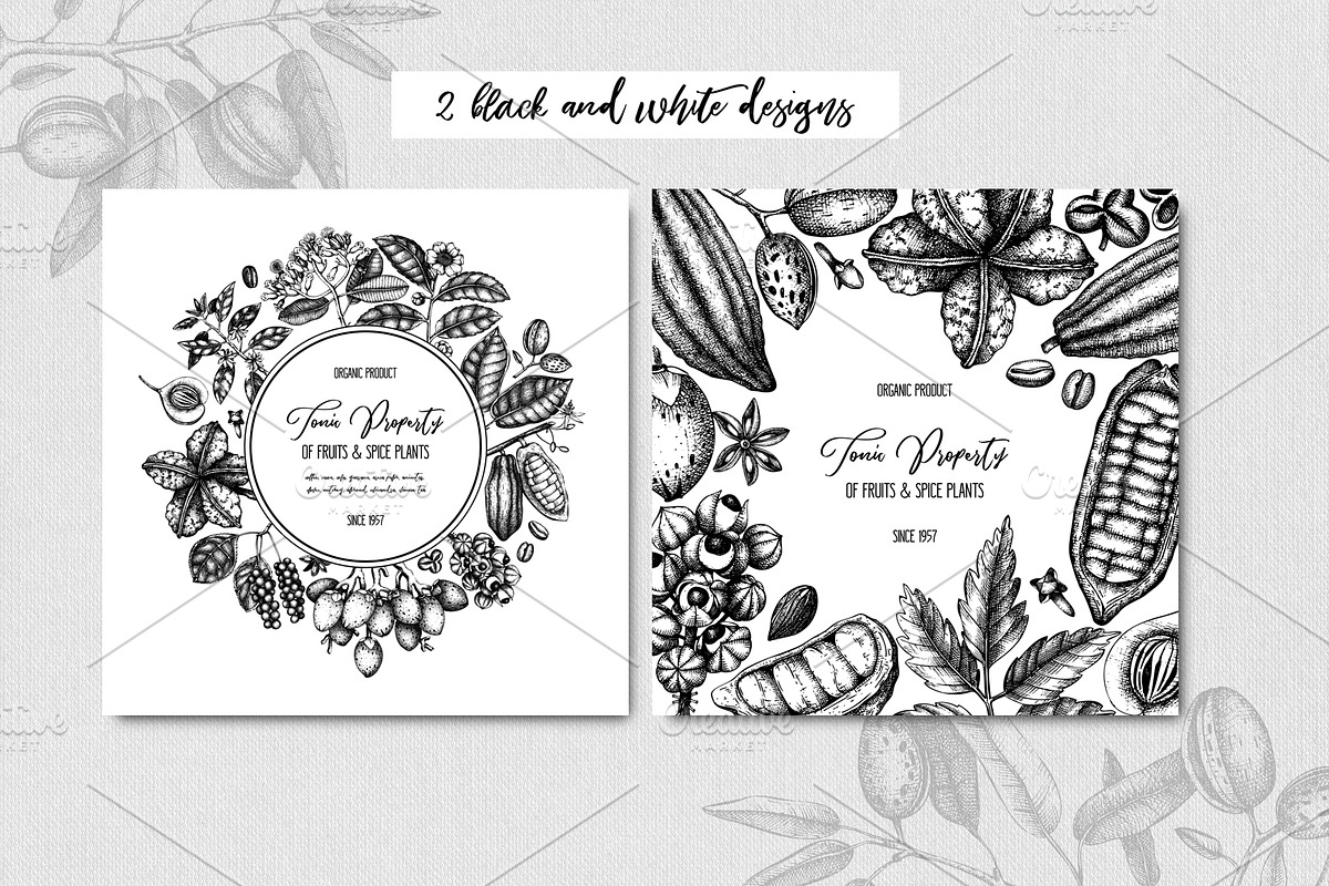 Exotic plant and fruit sketches set, a Food Illustration by Yevheniia (Photo 9 of 11)