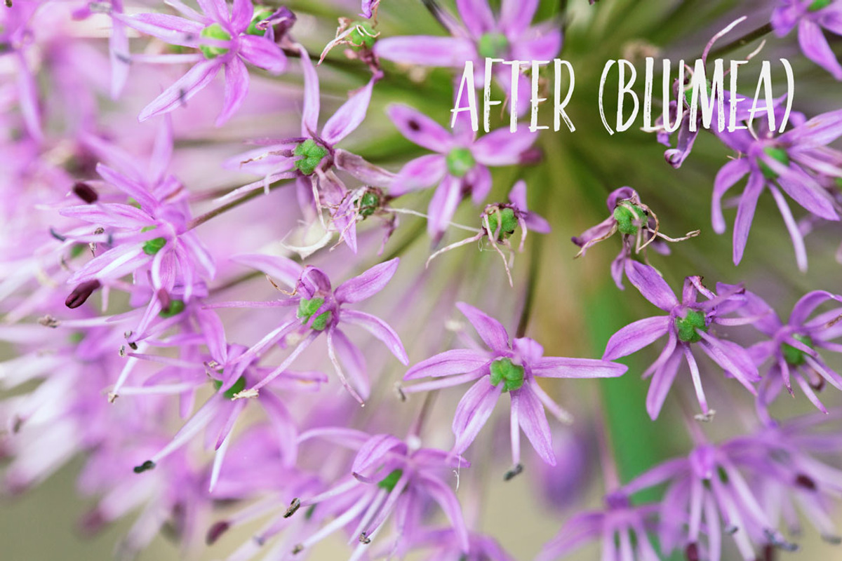 PHOTOSHOP actions set Greenhouse, an Action Add-On by Les Hirondelles Ph (Photo 5 of 10)