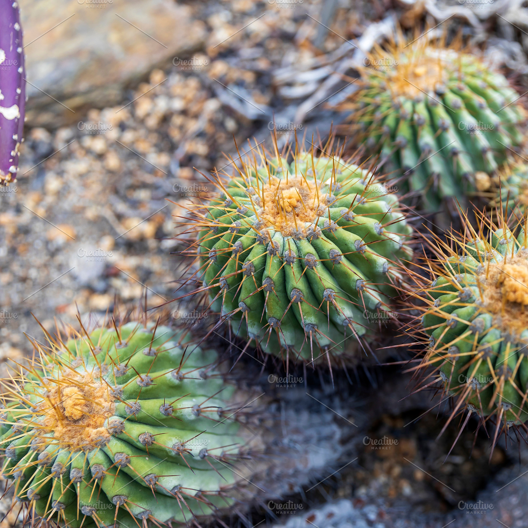 Sonora Barrel Cactus, a Nature Photo by Imaginarium