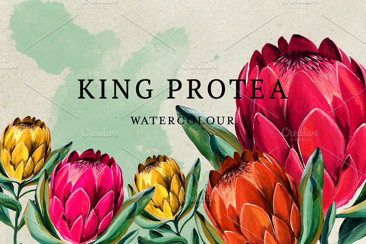 Watercolor King Protea, a Decorative Illustration by Karliefie (Photo 1 of 5)