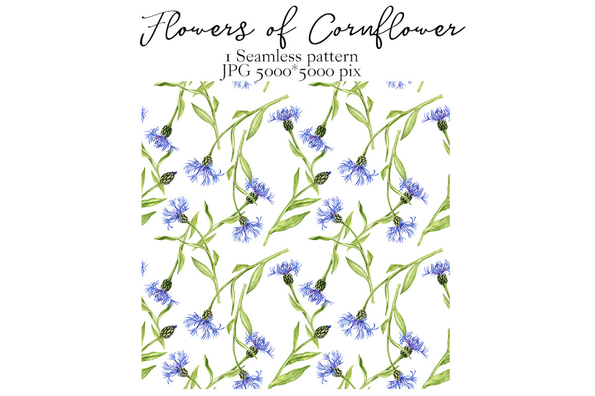 Flowers of Cornflower, a Decorative Illustration by cat_arch_angel (Photo 6 of 7)