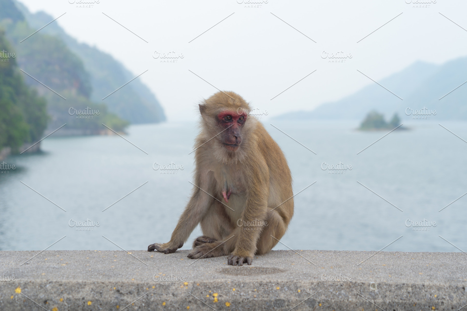 A monkey or Macaque with sea ocean view. Wildlife animal., a Background Photo by Tampatra