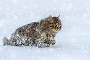 Cat running through snow while snowflakes fall around it in a wi, an Animal Photo by Byrdyak