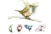 5 Ink Watercolor Birds, an Animal Illustration by Natsuhisui (Thumbnail 1 of 8)