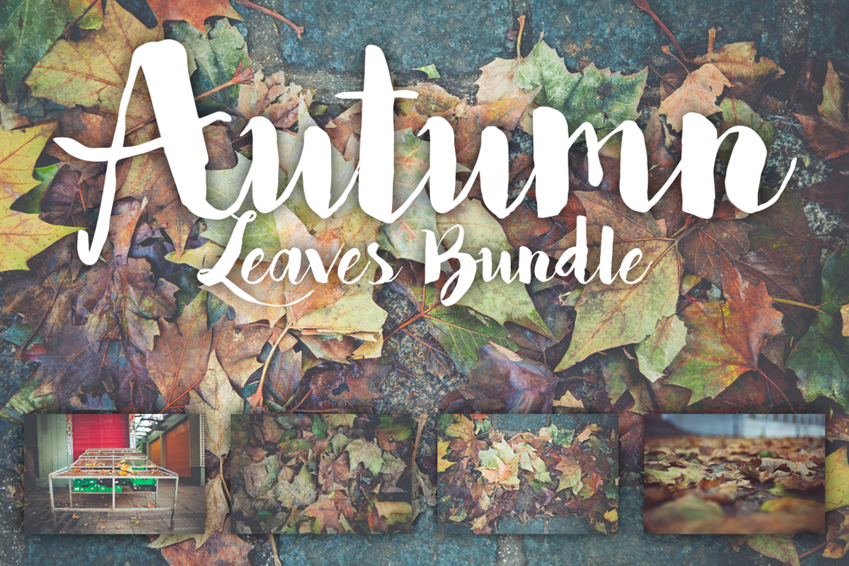 Autumn leaves bundle containing autumn, autumnal, and bundle, a Nature Photo by North & Beard Ltd (Photo 1 of 5)