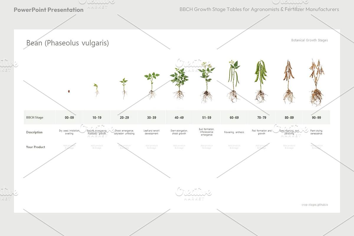 BBCH Growth Stages, Legume Crops, a Presentation Template by Ilia Design (Photo 9 of 9)