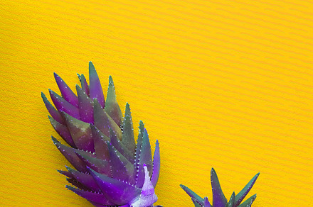 Purple creative Cactus in a pot on yellow wall background. Home, a Nature Photo by Jenya Porechenskaya