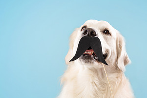 Funny labrador dog with black fake mustache on stick posing isolated over blue, a Photo by Prostock-Studio