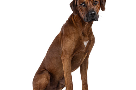 Rhodesian Ridgeback dog on white background, an Animal Photo by Cat'chy Images by Nynke