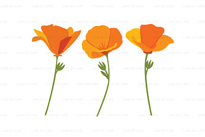 California Poppies Flower Vector Set