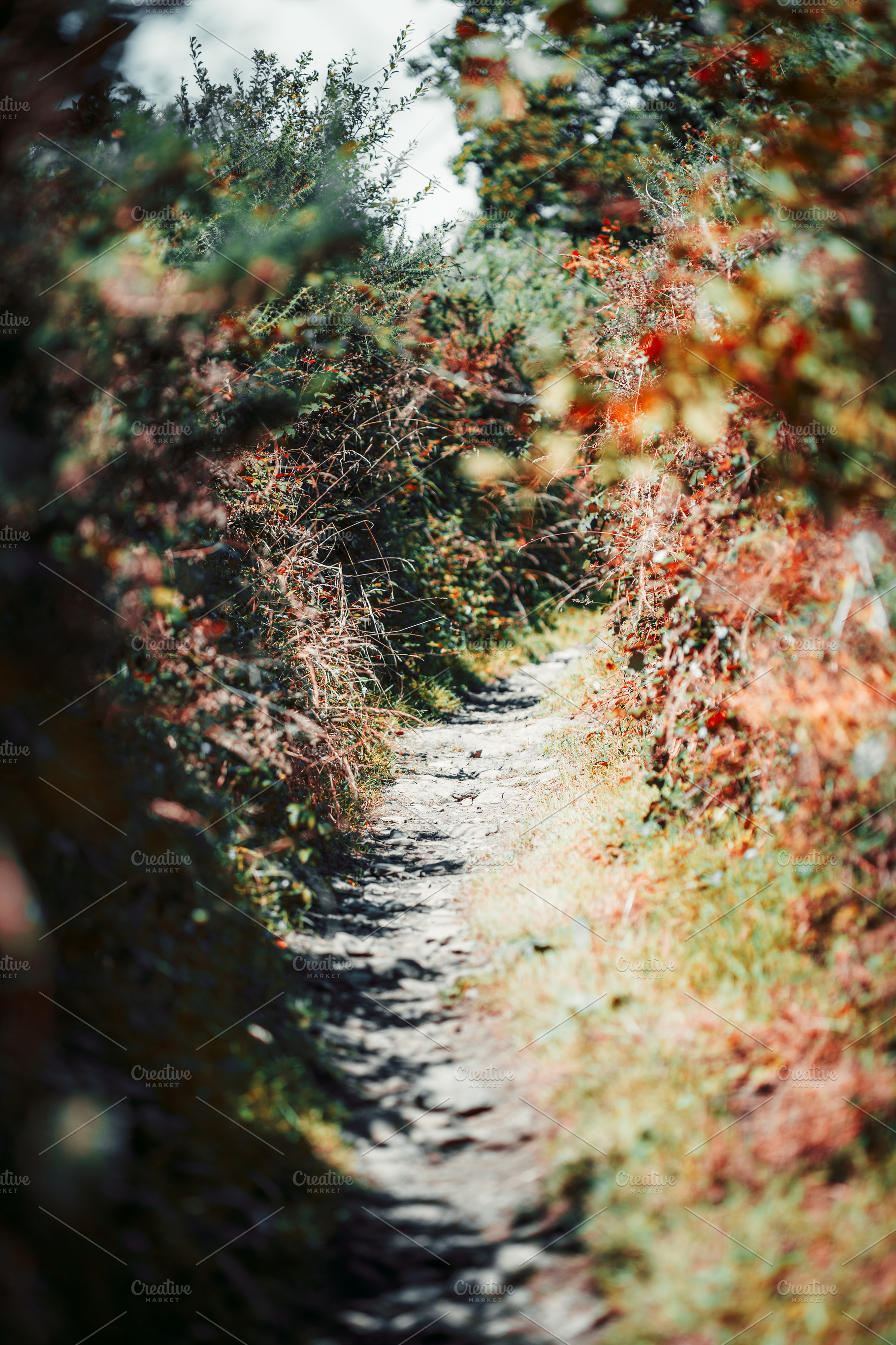 Camino Primitivo forest trail, a Wallpaper Photo by SkyNext