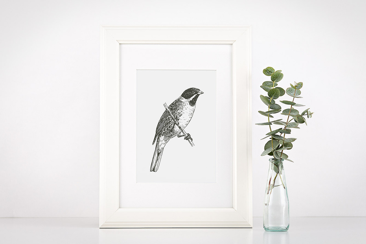 Birds Engravings Set, an Object Graphic by Graphic Goods (Photo 5 of 6)