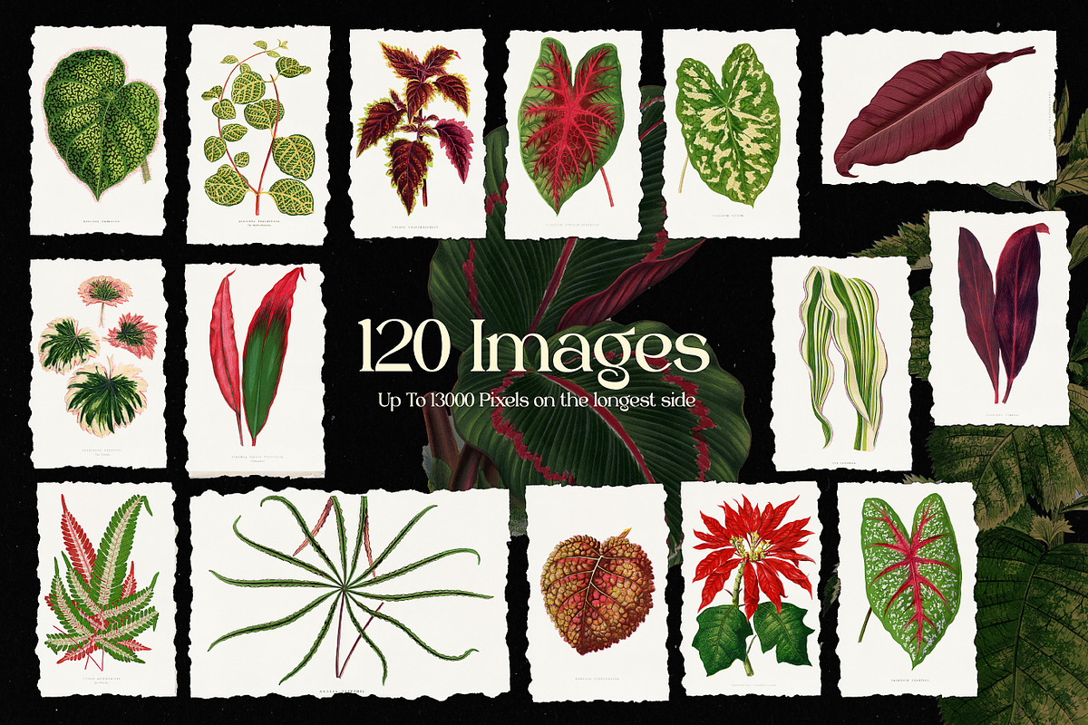 Vintage Leaves & Botanicals Ephemera, a Graphic by Craftsy Crafters (Photo 3 of 6)