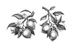 Lemon branch vintage illustration, a Food Illustration by art PVP - market