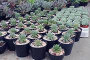 Cactus containing instagram, retro, and plant, a Nature Photo by mutita.narkmuang (Thumbnail 1 of 2)