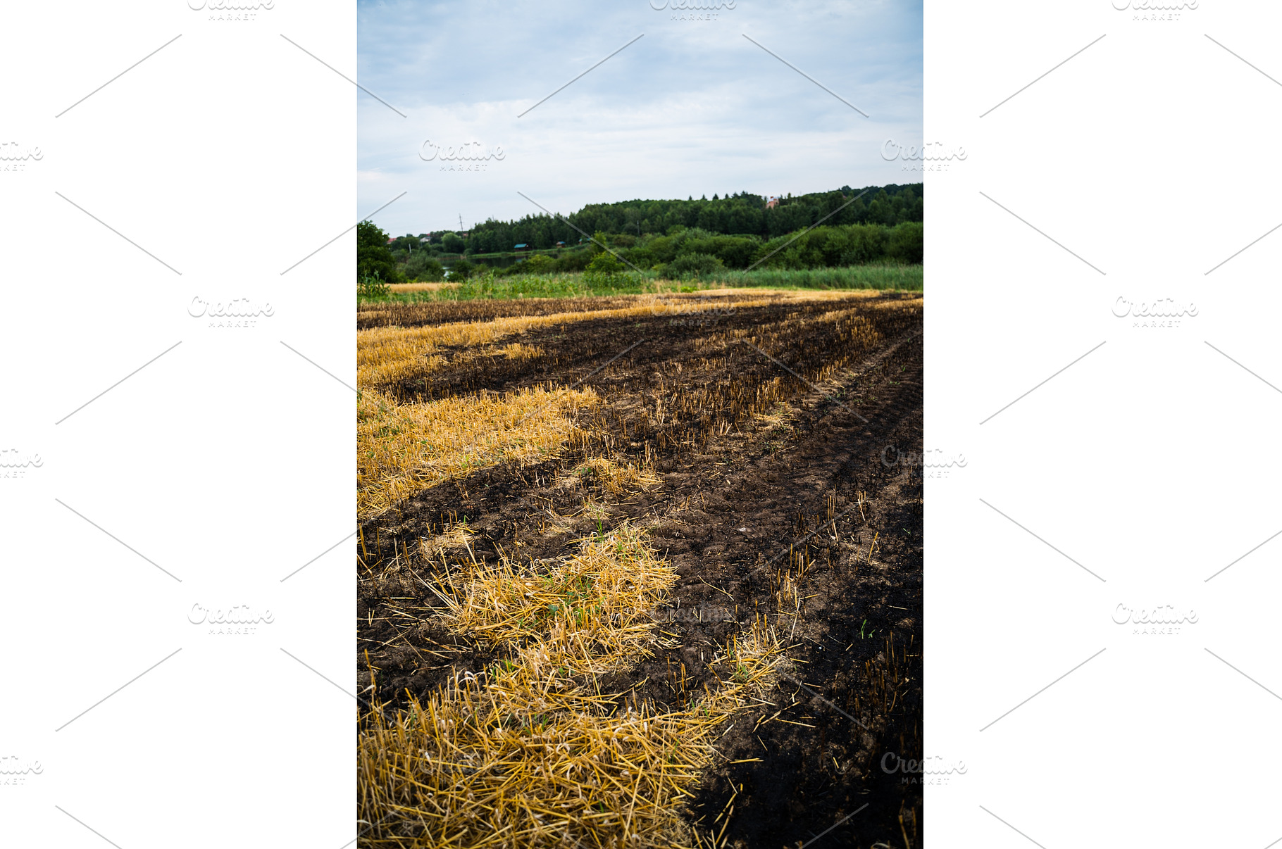 Agricultural field with burnt, an Animal Photo by volodymyrshtun13795
