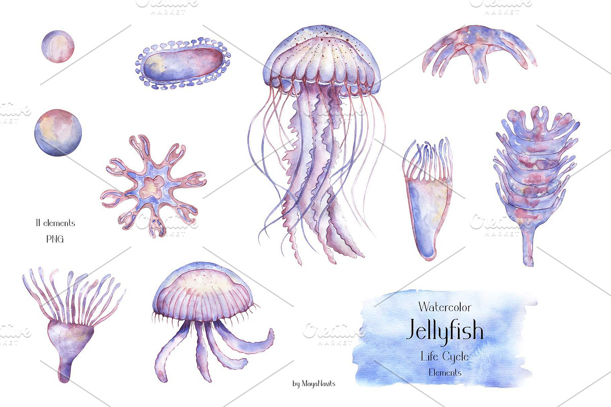 Watercolor Jellyfish Life Cycle Set, an Education Illustration by MayaNavits (Photo 3 of 6)