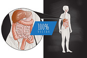 Systems Human Body Anatomy Female, a Healthcare Illustration by Alltruecolours (Thumbnail 2 of 2)