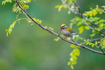 Common firecrest singing on a branch., an Animal Photo by CreativePhotoSpain