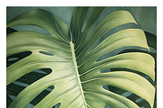Bief Co · Botanical Leaf Backgrounds, a Texture Illustration by milatovar (Thumbnail 19 of 21)