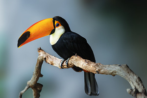 Toco Toucan Perched on a Branch with, an Animal Photo by Perpis